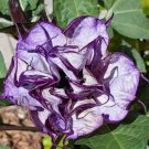 Angel Trumpet, Double Purple Flower Vegetable Heirloom 25 Seeds For garden Planting