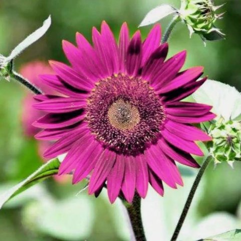 Purple Sunflower for Planting Vegetable Heirloom 50 Seeds For garden Planting