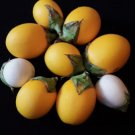 Golden Eggplant Melongena Vegetable Heirloom 50 Seeds For garden Planting