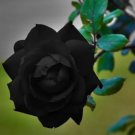 Black Rose Flower Bush Vegetable Heirloom 10 Seeds For garden Planting