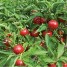 Sweet Red Cherry Pepper Vegetable Heirloom 25 Seeds For garden Planting Sweet Red Cherry Pepper Vegetable Heirloom 25 Seeds For garden Planting