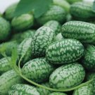 Mexican Sour Gherkin Cucumber Vegetable Heirloom 25 Seeds For garden Planting