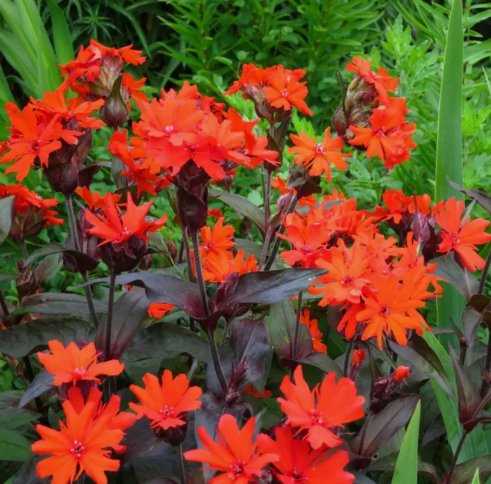 Arkwright's Campion Vesuvius Vegetable Heirloom 100 Seeds For garden Planting