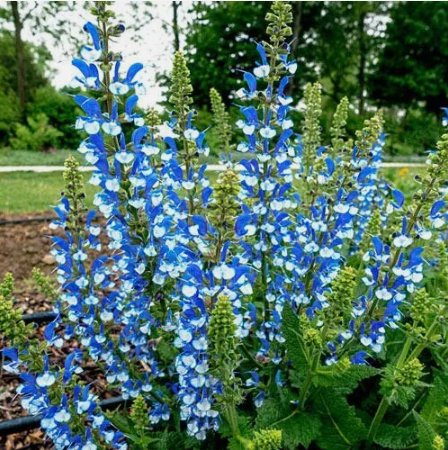 Azure Snow Salvia Flower Vegetable Heirloom 50 Seeds For garden Planting