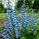 Azure Snow Salvia Flower Vegetable Heirloom 50 Seeds For garden Planting Azure Snow Salvia Flower Vegetable Heirloom 50 Seeds For garden Planting