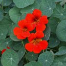 Nasturtium - Empress Of India Vegetable Heirloom 50 Seeds For garden Planting