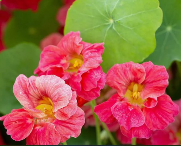 Nasturtium Jewel Cherry Rose Vine Vegetable Heirloom 20 Seeds For garden Planting