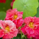 Nasturtium Jewel Cherry Rose Vine Vegetable Heirloom 20 Seeds For garden Planting