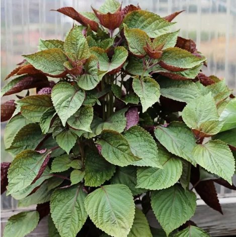 Purple Shiso Purple perilla Zisu Vegetable Heirloom 100 Seeds For garden Planting