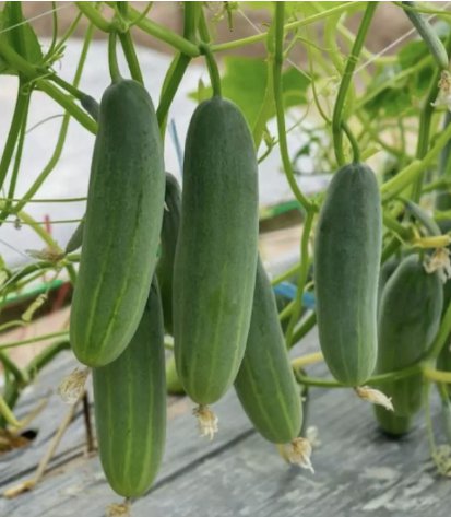 Cucumber Marketer Vegetable Heirloom 50 Seeds For garden Planting