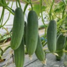 Cucumber Marketer Vegetable Heirloom 50 Seeds For garden Planting