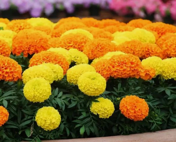Inca Marigold Mix Orange and Yellow Vegetable Heirloom 200 Seeds For garden Planting