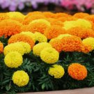 Inca Marigold Mix Orange and Yellow Vegetable Heirloom 200 Seeds For garden Planting