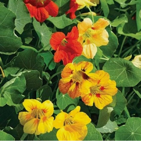 Nasturtium Tall Mix Flower Vegetable Heirloom 25 Seeds For garden Planting
