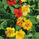 Nasturtium Tall Mix Flower Vegetable Heirloom 25 Seeds For garden Planting