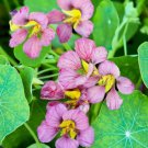 Nasturtium Purple Emperor 18-24" Edible Flowers Vegetable Heirloom 15 Seeds For garden Planting Nasturtium Purple Emperor 18-24" Edible Flowers Vegetable Heirloom 15 Seeds For garden Planting