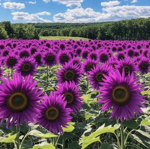 Rare Purple Sunflower Field Violet Glow Vegetable Heirloom 50 Seeds For Garden Planting