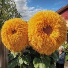 Rare Yellow Enchanting Giant Teddy Bear Sunflower Vegetable Heirloom 50 Seeds