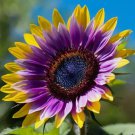 Rare Purple Heart Sunflower Vegetable Heirloom 50 Seeds Garden Planting