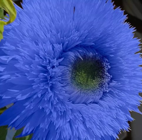 Blue Teddy Bear Sunflower Vegetable Heirloom 50 Seeds Garden Planting