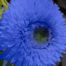 Blue Teddy Bear Sunflower Vegetable Heirloom 50 Seeds Garden Planting