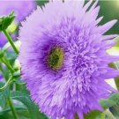 Rare Purple Teddy Bear Sunflower Vegetable Heirloom 50 Seeds Garden Planting