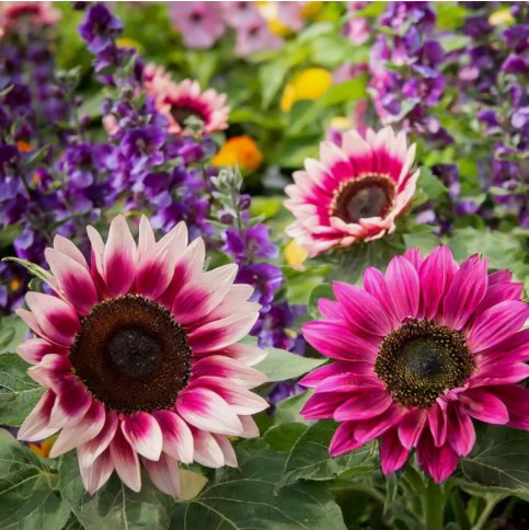 Strawberry Blonde Hybrid Sunflower Vegetable Heirloom 50 Seeds Garden Planting
