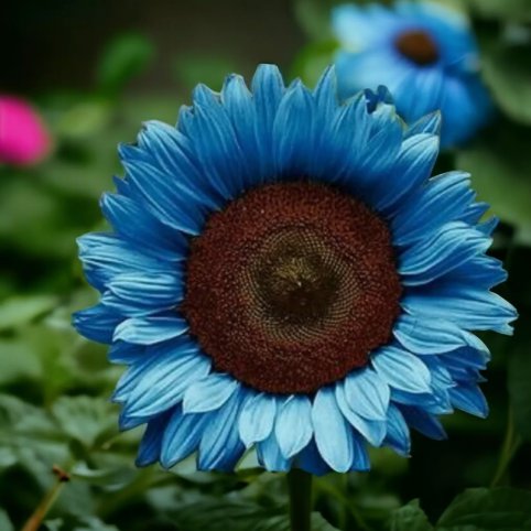 Midnight Oil Blue Sunflower Vegetable Heirloom 50 Seeds Garden Planting