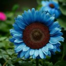 Midnight Oil Blue Sunflower Vegetable Heirloom 50 Seeds Garden Planting