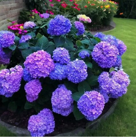 Blue Pink Purple Hydrangea Beautiful and Hardy Perennial Flowers Vegetable Heirloom 25 Seeds