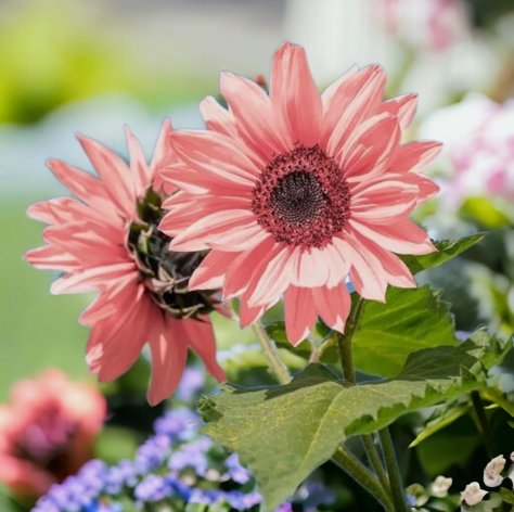 Non Gmo Pink Sunflower for Planting Vegetable Heirloom 50 Seeds