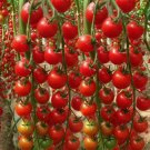 Waterfall Tomato Vegetable Heirloom 200 Seeds Garden Planting