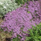 Dwarf Creeping Thyme Thymus Serpyllum Vegetable Heirloom 3500 Seeds Garden Planting