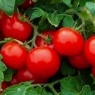Cherry Tomato Large Tomato Vegetable Heirloom 50 SeedsGarden Planting