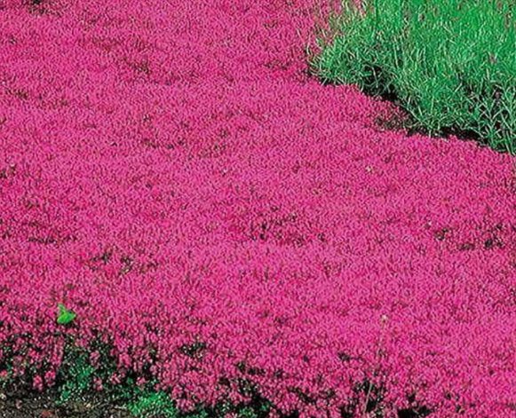 Creeping Thyme RED Groundcover Vegetable Heirloom 500 Seeds Garden Planting