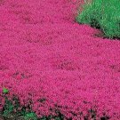 Creeping Thyme RED Groundcover Vegetable Heirloom 500 Seeds Garden Planting