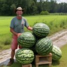 Florida Giant Watermelon Vegetable Heirloom 12 Seeds Garden Planting