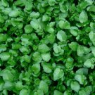 Watercress True Watercress Chinese Vegetable Heirloom 500 Seeds Garden Planting