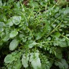 Cress seeds Upland Cress Creasy Green Vegetable Heirloom 1000 Seeds Garden Planting