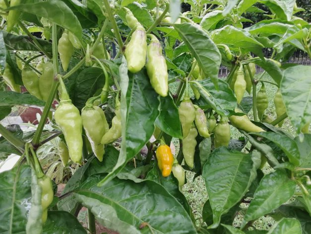 Datil Pepper Florida Grown Fresh Vegetable Heirloom 35 Seeds Garden Planting