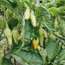 Datil Pepper Florida Grown Fresh Vegetable Heirloom 35 Seeds Garden Planting