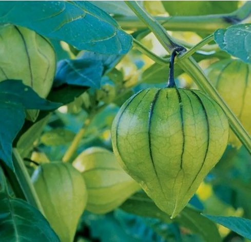 Tomatillo Toma Verde Non Gmo Vegetable Heirloom 100 Seeds Garden Planting