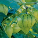 Tomatillo Toma Verde Non Gmo Vegetable Heirloom 100 Seeds Garden Planting