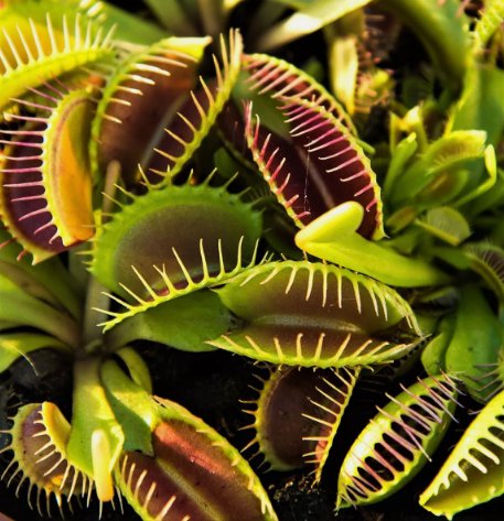 Venus Flytrap Exotic Carnivorous Flower Non Gmo Vegetable Heirloom 20 Seeds Garden Planting