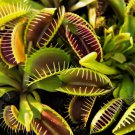Venus Flytrap Exotic Carnivorous Flower Non Gmo Vegetable Heirloom 20 Seeds Garden Planting