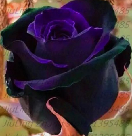 Black/Purple Rare Blend Rose Flower Bush Exotic Vegetable Heirloom 20 Seeds Garden Planting