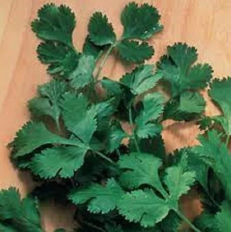 Premium Slow Bolt Cilantro  Fresh Vegetable Heirloom 200 Seeds Garden Planting