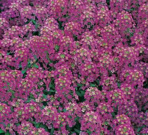 Alyssum Royal Carpet Purple Flower Vegetable Heirloom 1500 Seeds Garden Planting