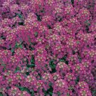Alyssum Royal Carpet Purple Flower Vegetable Heirloom 1500 Seeds Garden Planting