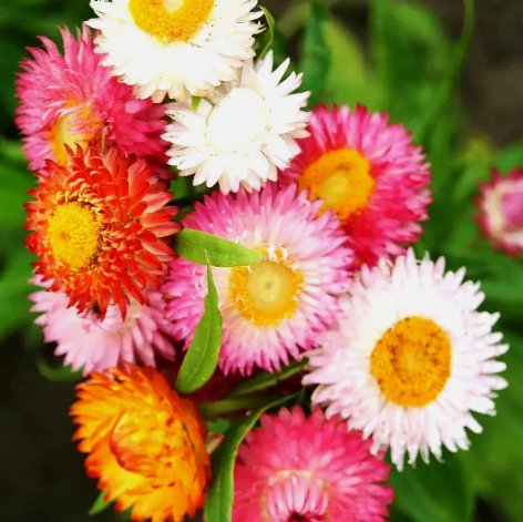 Strawflower Spring Mix Daisy Vegetable Heirloom 50 Seeds Garden Planting